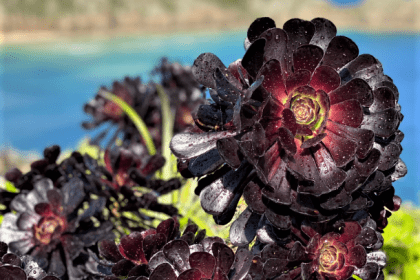 Aeonium schwartzkopf