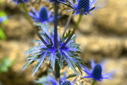 Eryngium