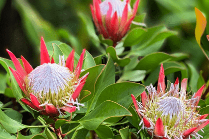 Protea cynaroides