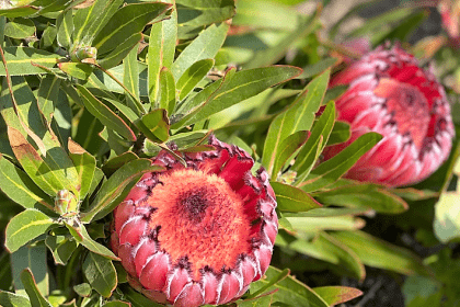 Protea neriifolia