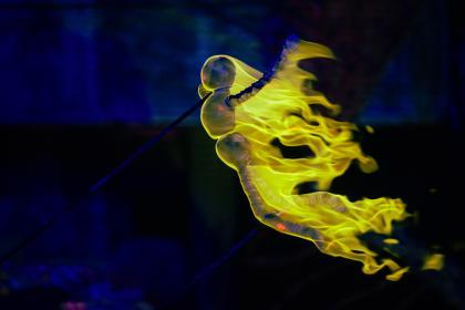 Calvino Nights © Steve Tanner 2022