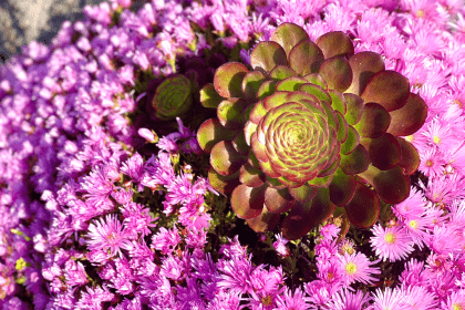 Aeonium nestled amongst Lampranthu